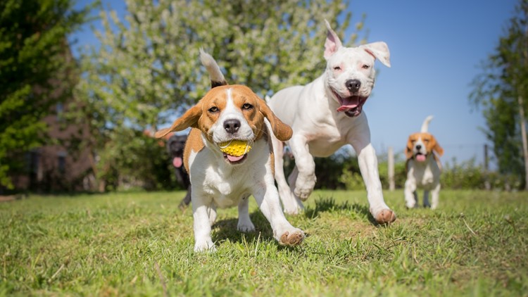 Stonecrest Dog Park to replace airport dog park | 5newsonline.com