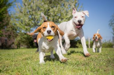 Stonecrest Dog Park to replace airport dog park | 5newsonline.com